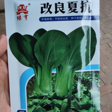 改良夏抗青菜种子，20克，耐热