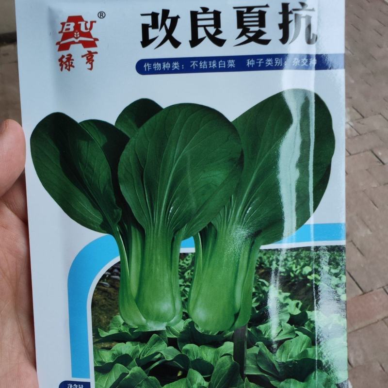 改良夏抗青菜种子，20克，耐热