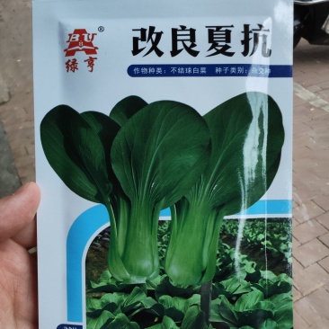 改良夏抗青菜种子，20克