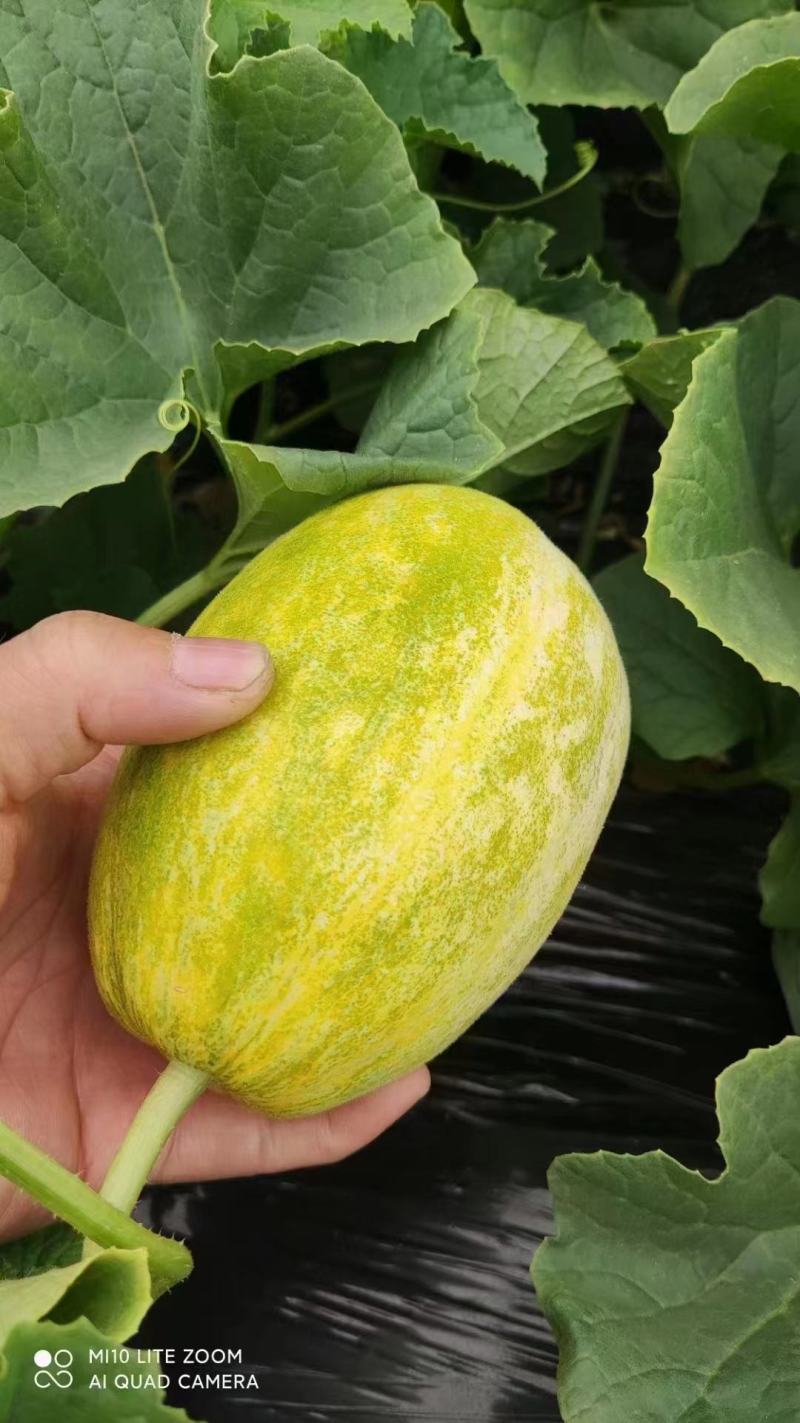 博洋九、博洋61、星甜24、金脆蜜、甜蜜20、甜蜜55等