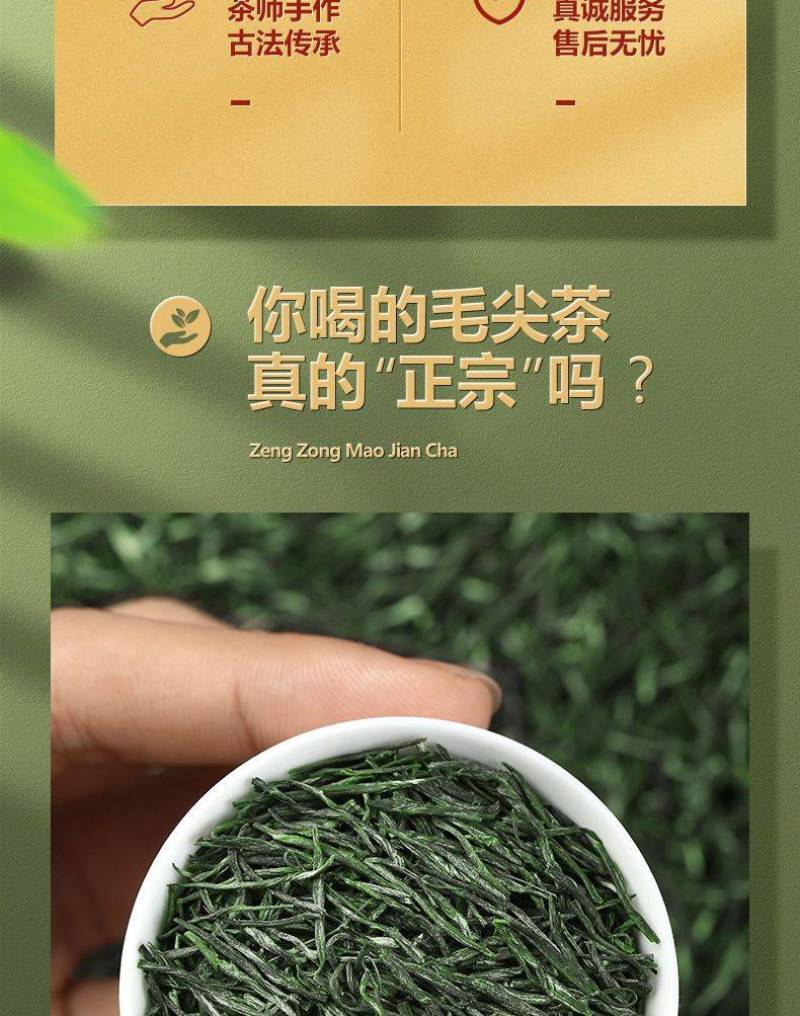 毛尖茶叶2023新茶雨前春茶浓香型绿茶嫩芽耐泡型