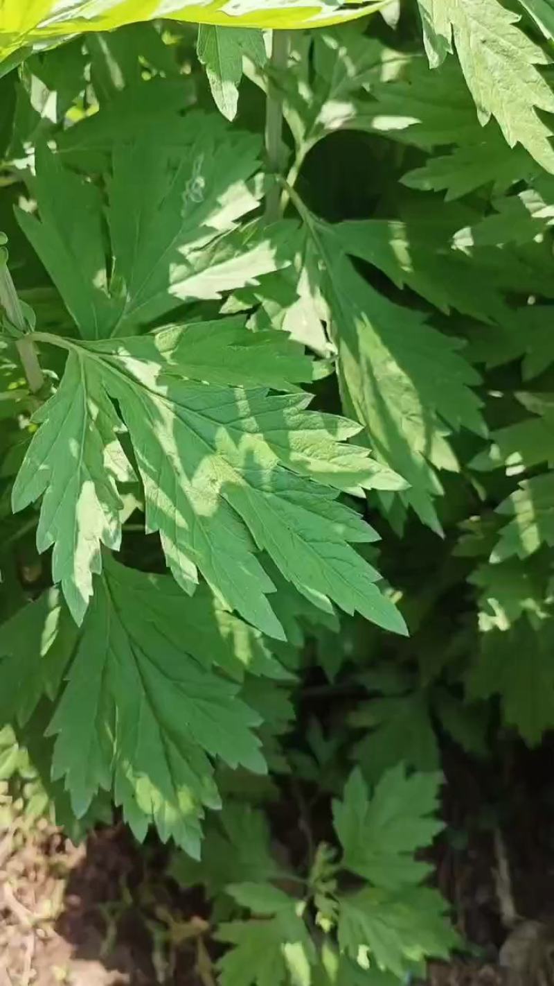 端午节新鲜艾草，菖蒲，基地直供，按客户要求包装冷藏发货