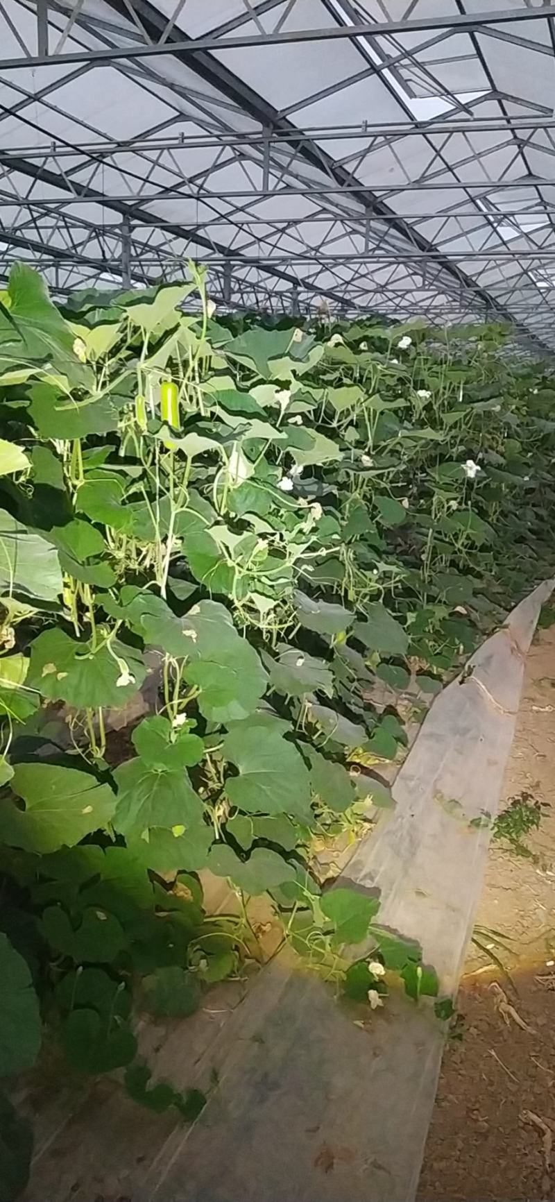 油亮瓠子
