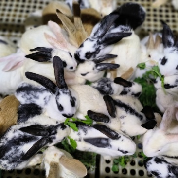 宠物兔肉兔
