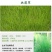 弯叶画眉草种子绣花草耐热耐寒耐旱庭院多年生观赏草草本