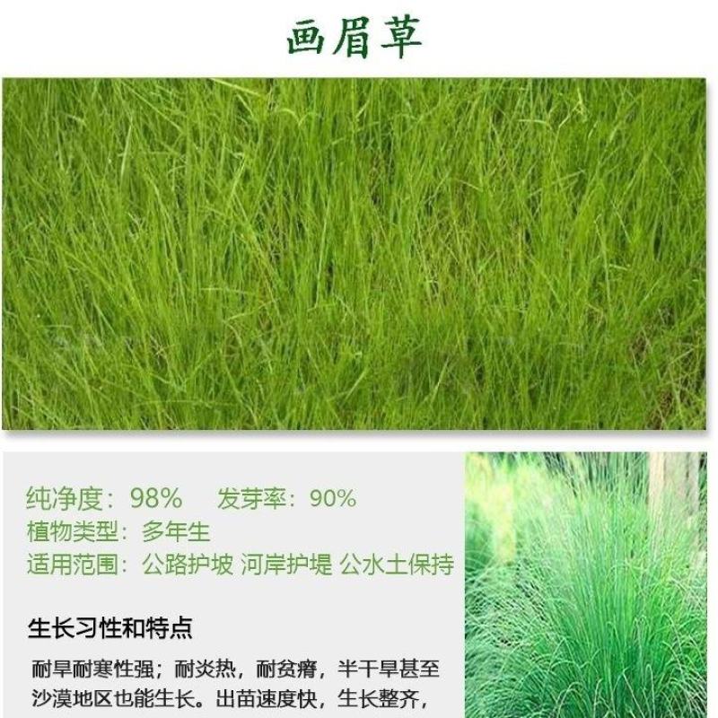 弯叶画眉草种子绣花草耐热耐寒耐旱庭院多年生观赏草草本