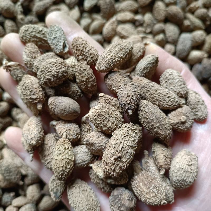 砂仁批发砂仁各种规格砂仁新货