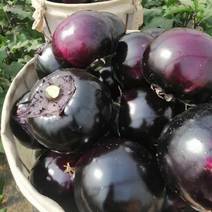紫光圆茄大量上市，量大质优，价格实时，欢迎祥询！