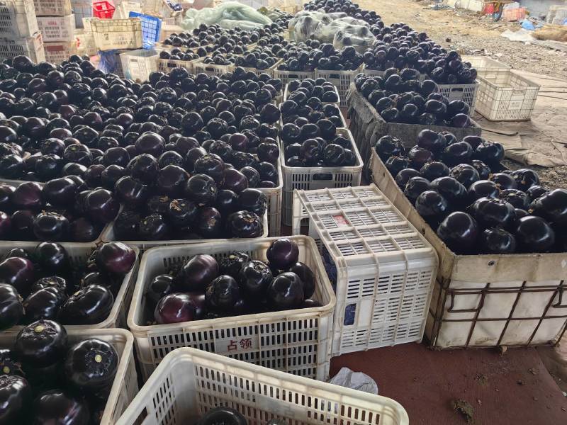 紫光圆茄大量上市，量大质优，价格实时，欢迎祥询！