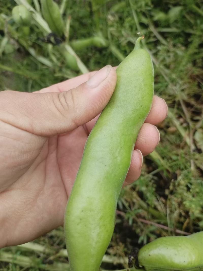 带壳嫩蚕豆供商超农贸市场电商平台机关