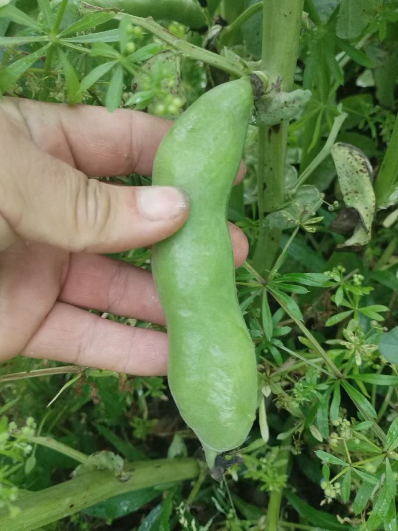 带壳嫩蚕豆供商超农贸市场电商平台机关
