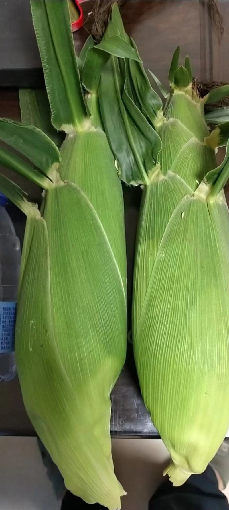 福建水果玉米