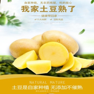 300亩黄皮黄心土豆即将上市，寻找实力买家