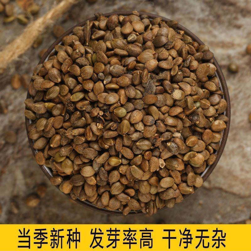 中药材丹参种籽野生丹参种子品质保证出芽率高欢迎老板来电