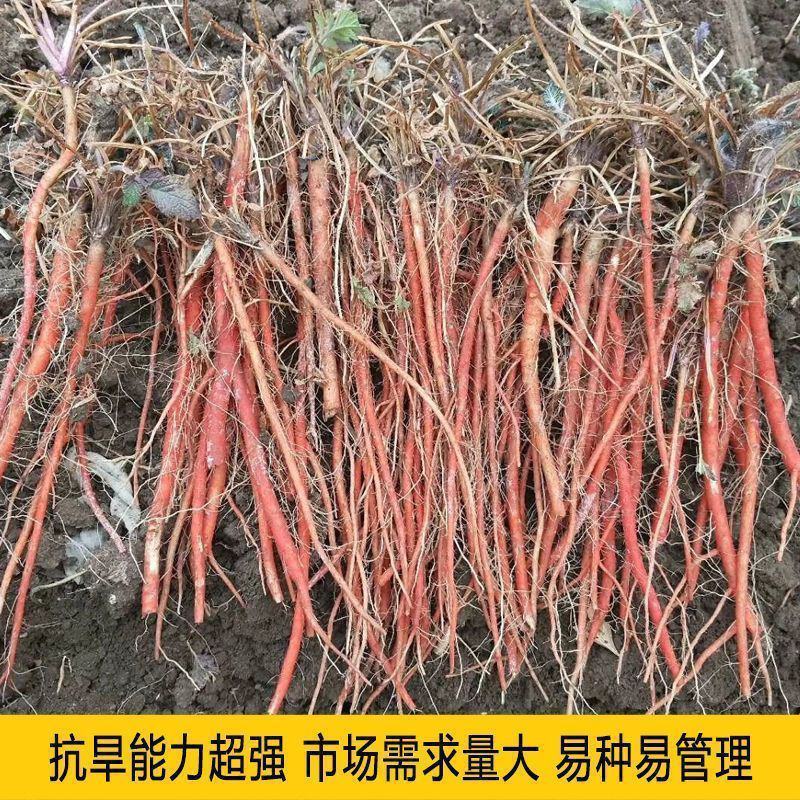 中药材丹参种籽野生丹参种子品质保证出芽率高欢迎老板来电
