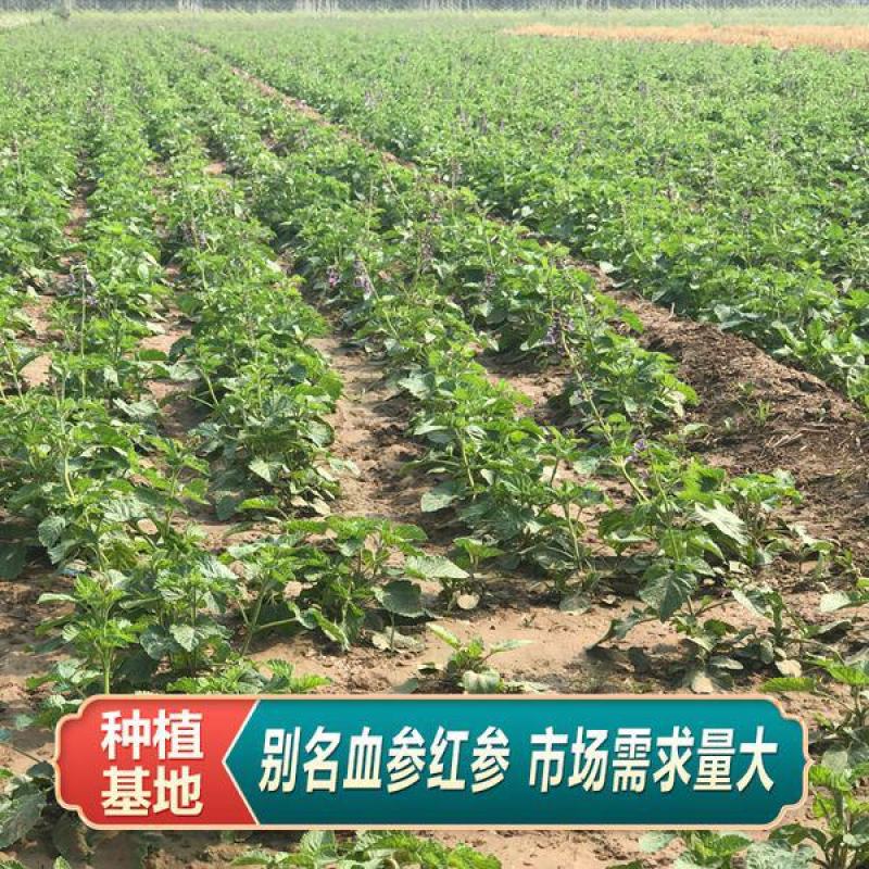 中药材丹参种籽野生丹参种子品质保证出芽率高欢迎老板来电