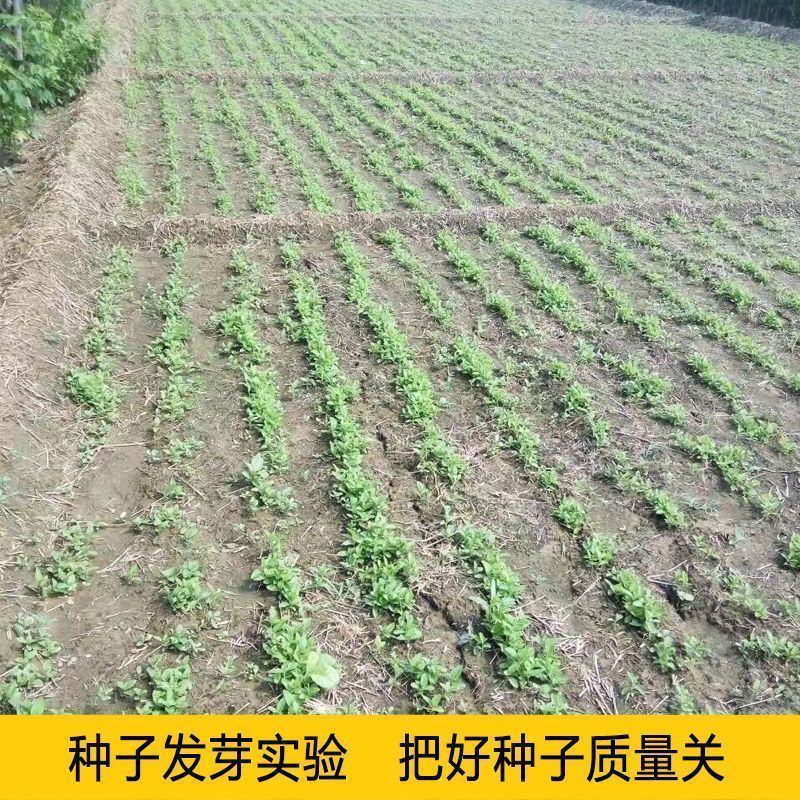 中药材丹参种籽野生丹参种子品质保证出芽率高欢迎老板来电