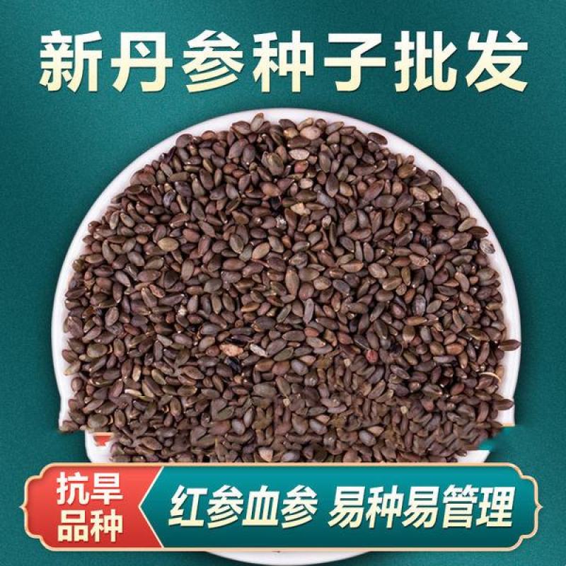 中药材丹参种籽野生丹参种子品质保证出芽率高欢迎老板来电
