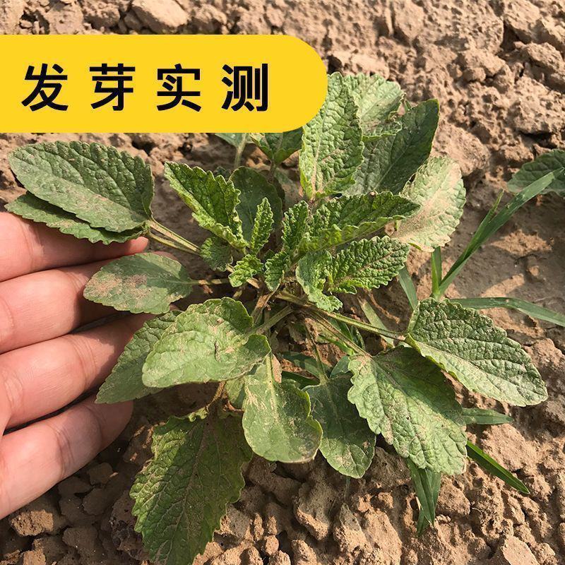 中药材丹参种籽野生丹参种子品质保证出芽率高欢迎老板来电