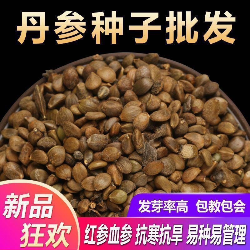 中药材丹参种籽野生丹参种子品质保证出芽率高欢迎老板来电