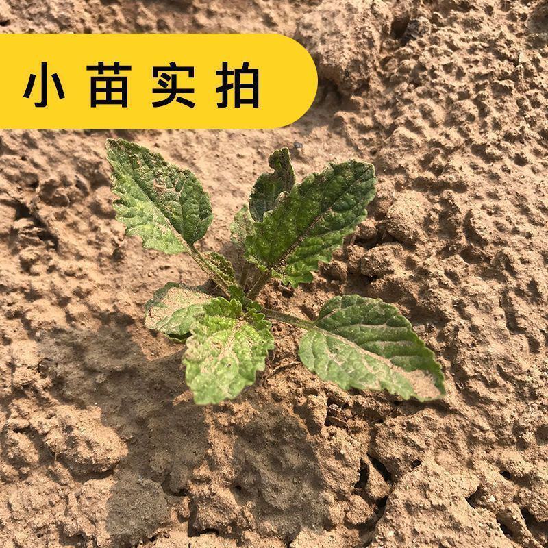 中药材丹参种籽野生丹参种子品质保证出芽率高欢迎老板来电