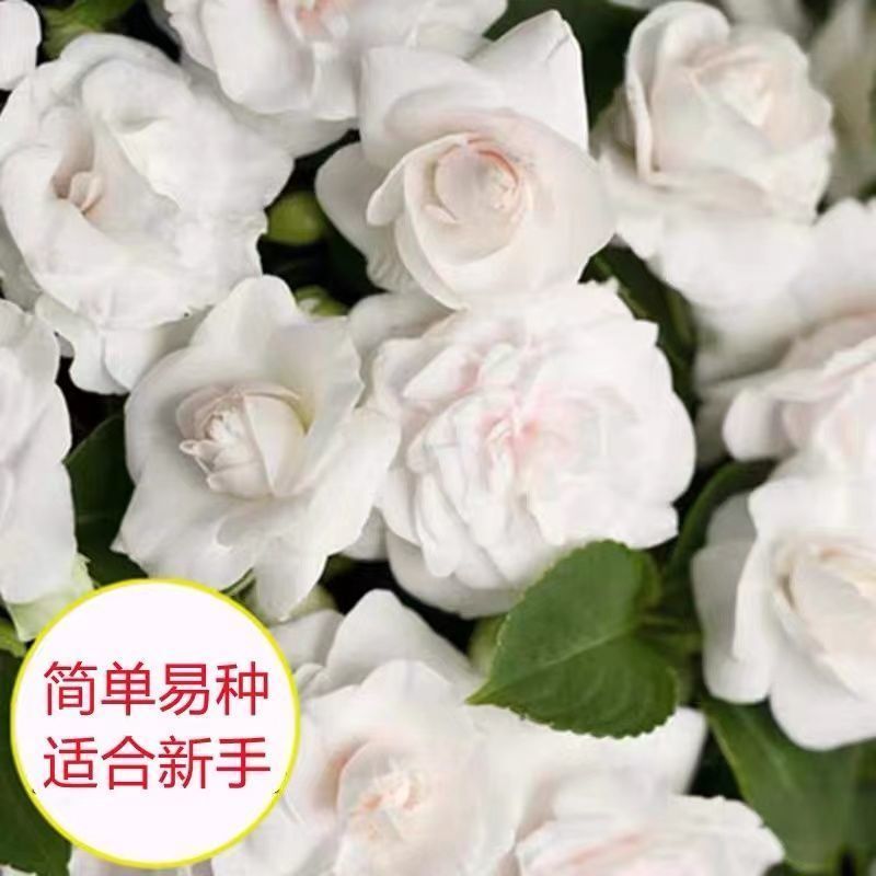 重瓣凤仙花种子指甲花种子品质保证欢迎老板电话联系