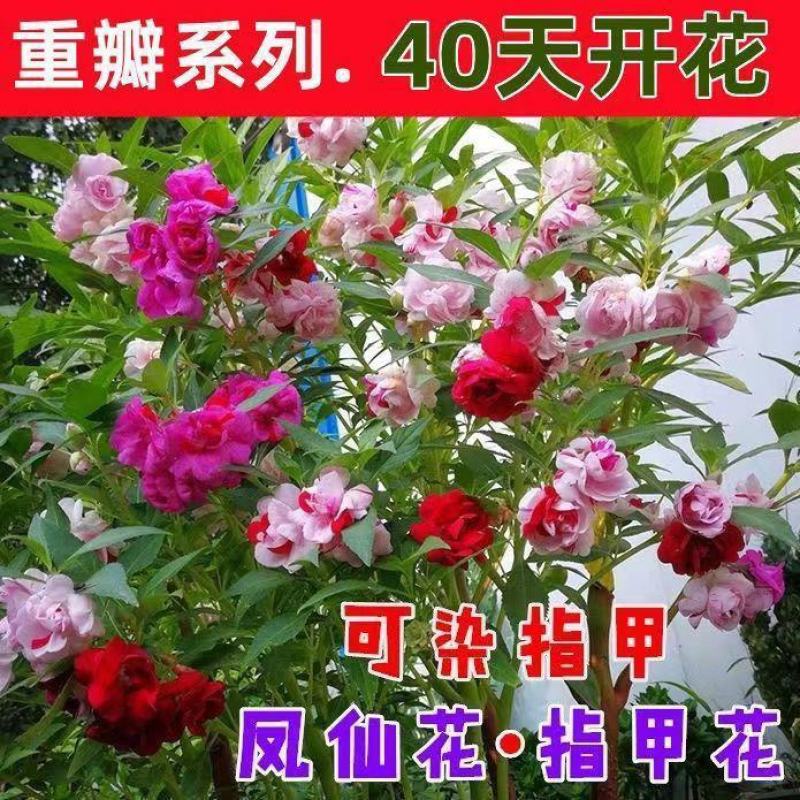 重瓣凤仙花种子指甲花种子品质保证欢迎老板电话联系