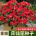 重瓣凤仙花种子指甲花种子品质保证欢迎老板电话联系