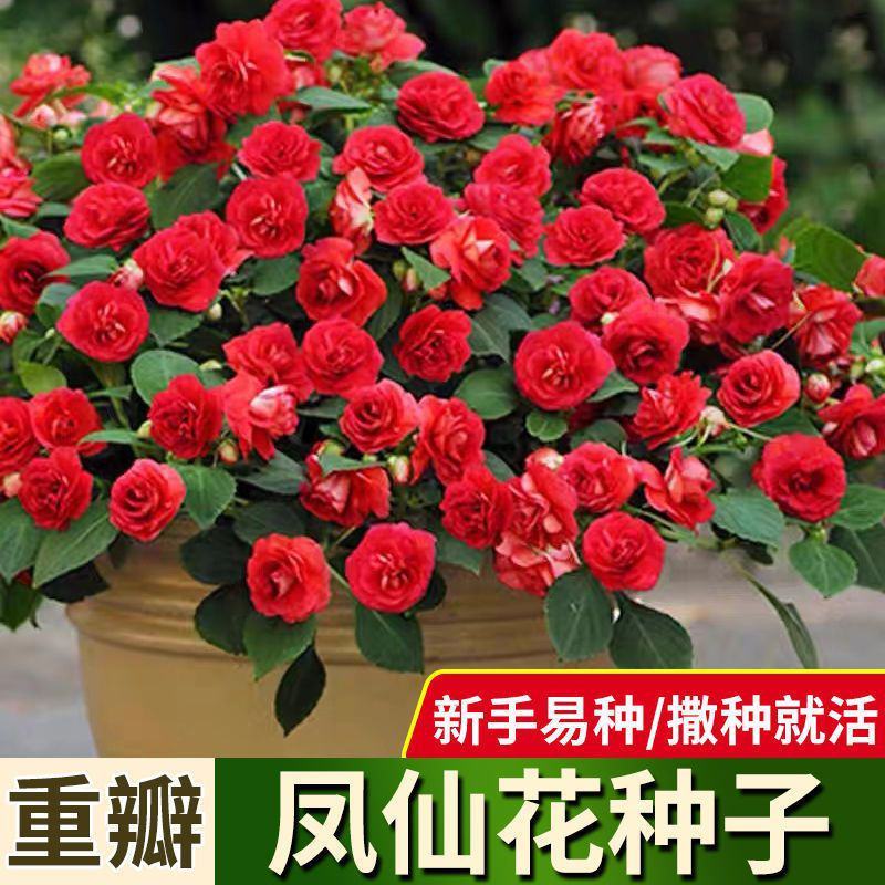 重瓣凤仙花种子指甲花种子品质保证欢迎老板电话联系