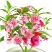 重瓣凤仙花种子指甲花种子品质保证欢迎老板电话联系