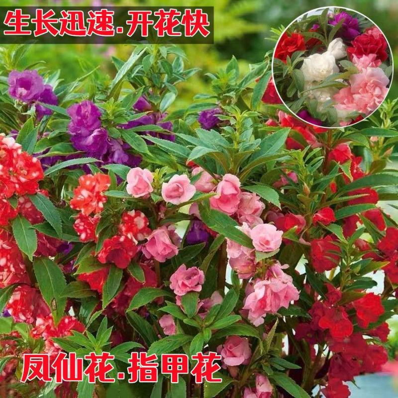 重瓣凤仙花种子指甲花种子品质保证欢迎老板电话联系