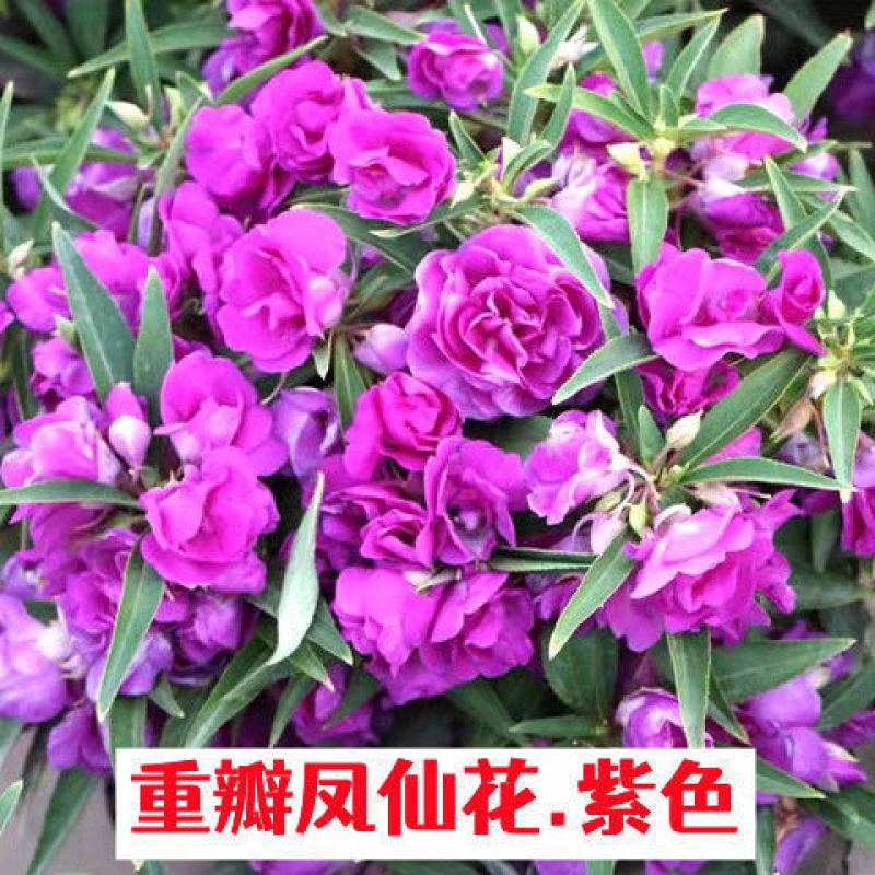 重瓣凤仙花种子指甲花种子品质保证欢迎老板电话联系