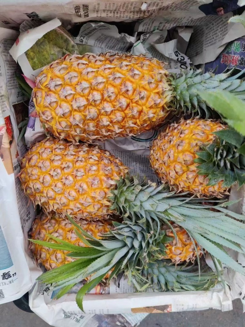 菠萝-海南菠萝-产地、代收、代发！保质保量
