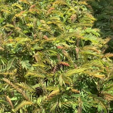 铁刀木
