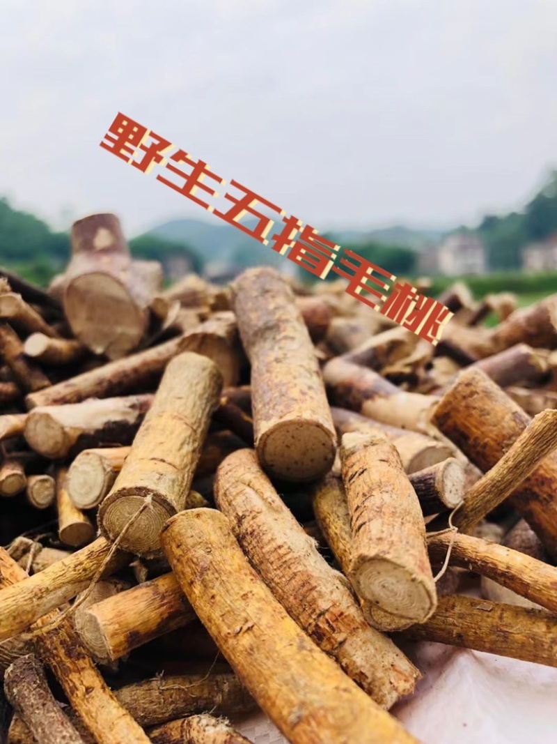 野生五指毛桃中段干货