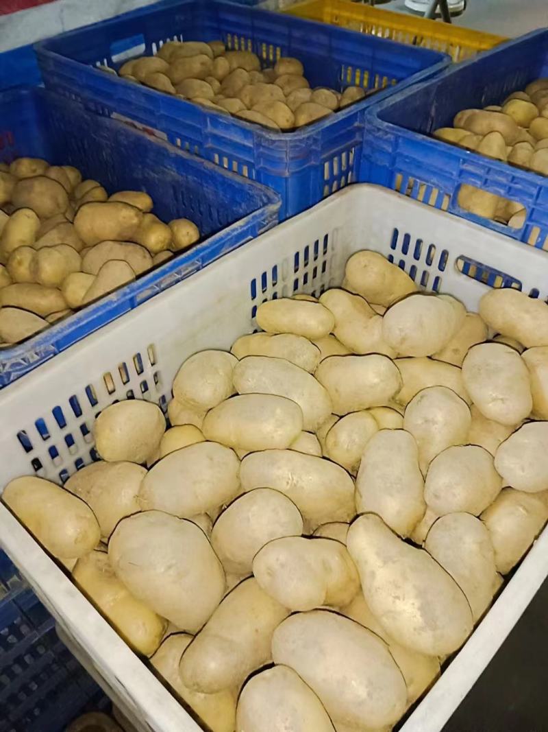 绿色无公害土豆荷兰15，一手货源大量供应