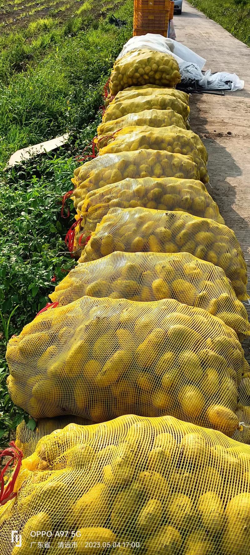 绿色无公害土豆荷兰15，一手货源大量供应