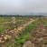 绿色无公害土豆荷兰15，一手货源大量供应