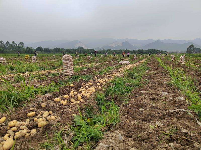 绿色无公害土豆荷兰15，一手货源大量供应