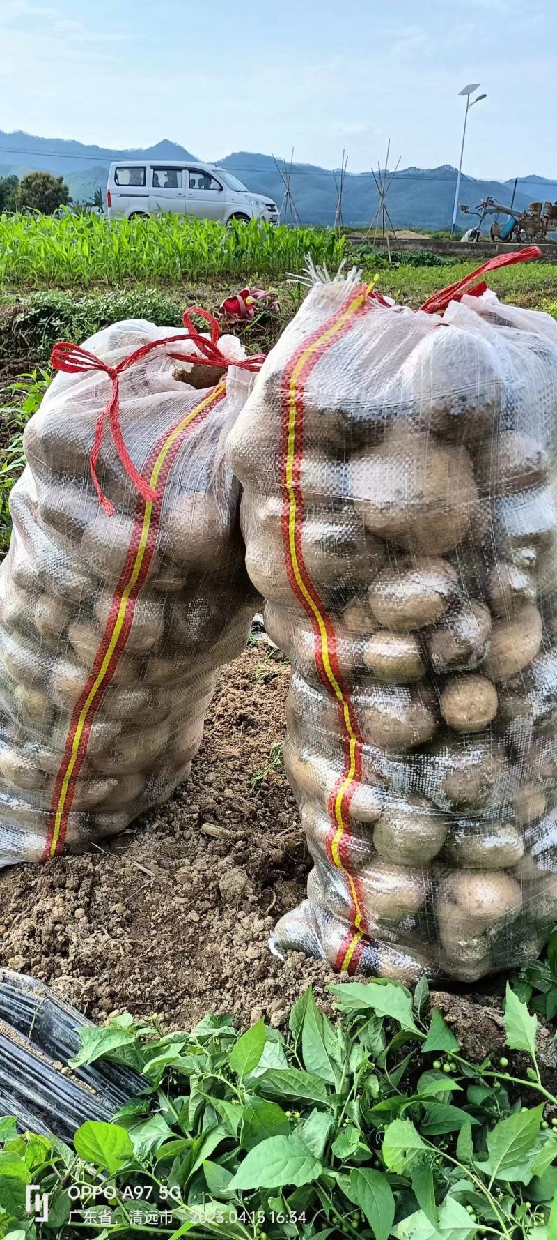 绿色无公害土豆荷兰15，一手货源大量供应