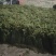 云南土特产野生蕨菜干