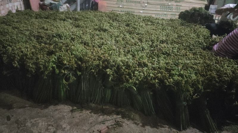 云南土特产野生蕨菜干