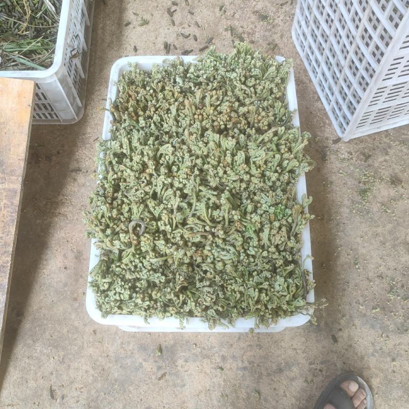 云南土特产野生蕨菜干