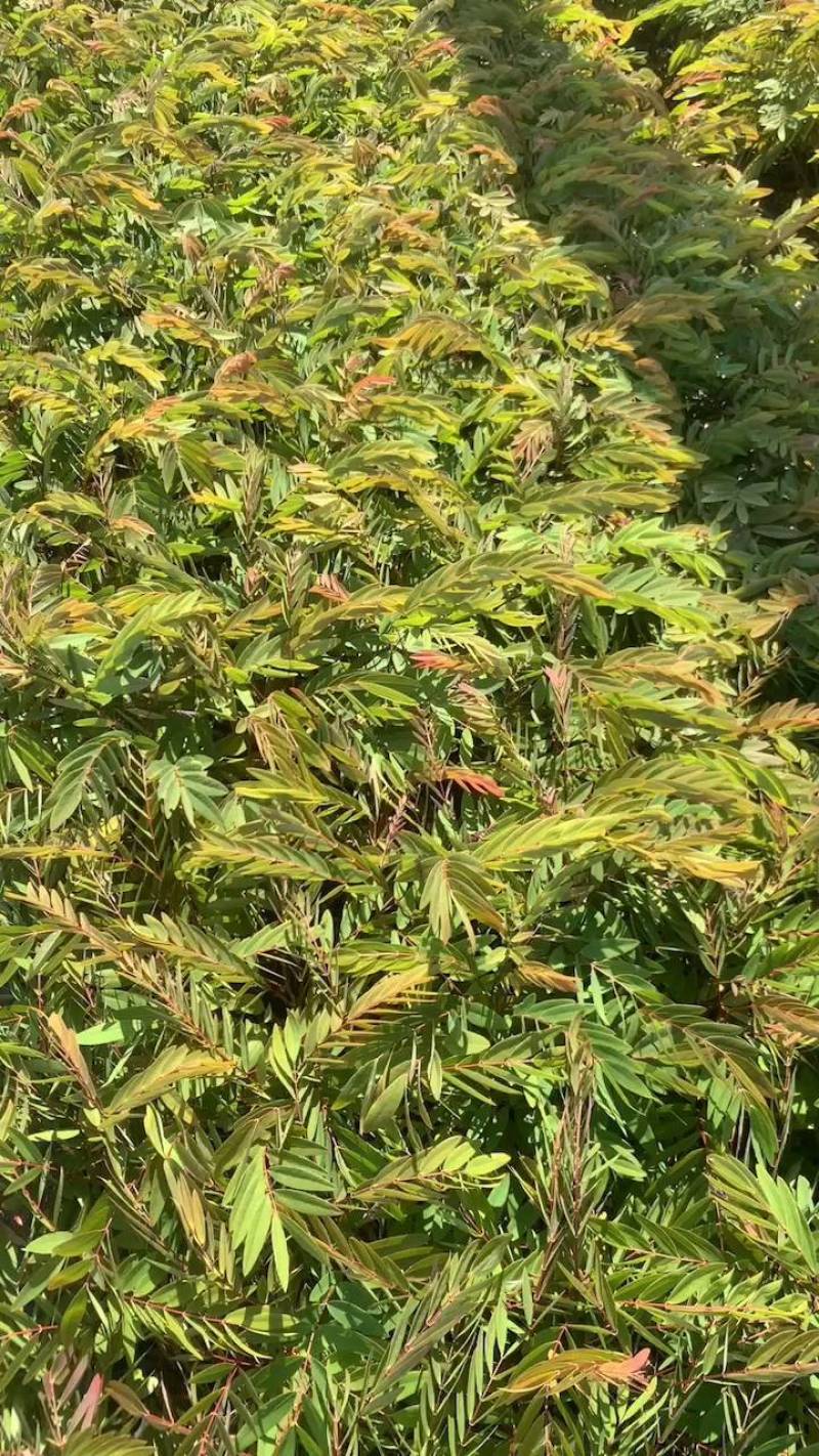 铁刀木