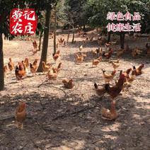 正宗农家散养竹林老母鸡，一年以上，活鸡2.5斤左右