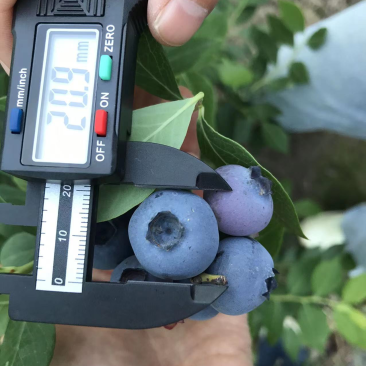 大果蓝莓优瑞卡即将大批量成熟脆甜