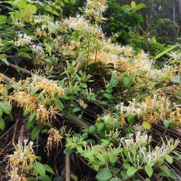 金银花，干货包邮，太阳晒干