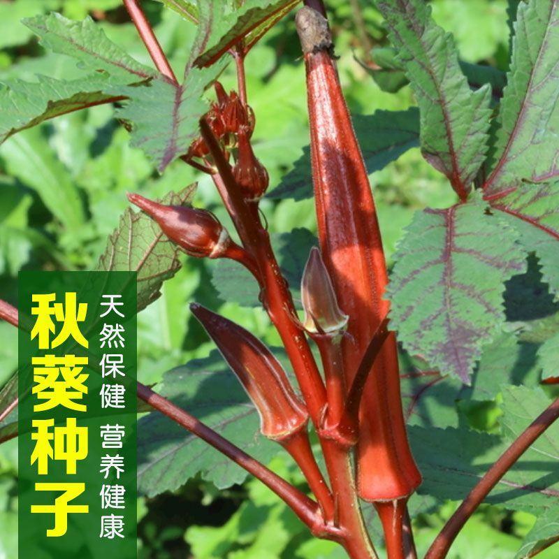 四季蔬菜红秋葵种子种籽孑春播早熟秋癸春季蔬莱阳台