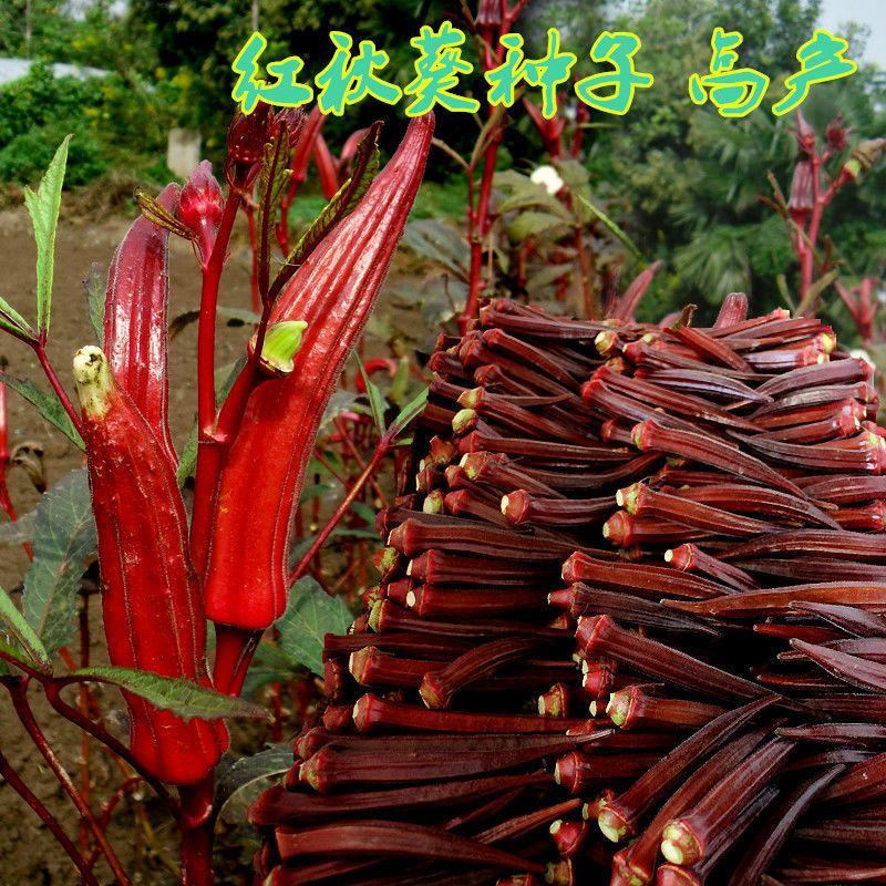 四季蔬菜红秋葵种子种籽孑春播早熟秋癸春季蔬莱阳台