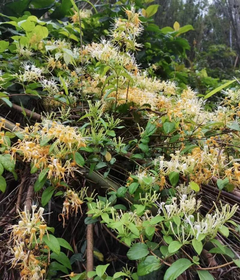 金银花，干货包邮，太阳晒干